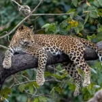 Anadolu Parsının DNA'sı Araştırılıyor