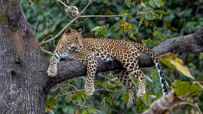 Anadolu Parsının DNA'sı Araştırılıyor