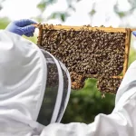 Arı Sokması Ölümle Sonuçlandı: Adana'da Alerji Faciası