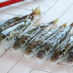 Balon Balığıyla Mücadelede Rekor Av: Ekosisteme Girişi Engellenen Milyonlarca Tehdit