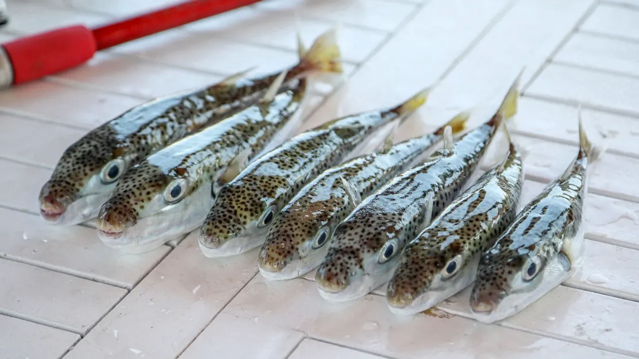 Balon Balığıyla Mücadelede Rekor Av: Ekosisteme Girişi Engellenen Milyonlarca Tehdit