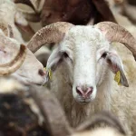 Dar Gelirliye Kurban Kesmek Hayal Oldu: Fiyatlar El Yakıyor