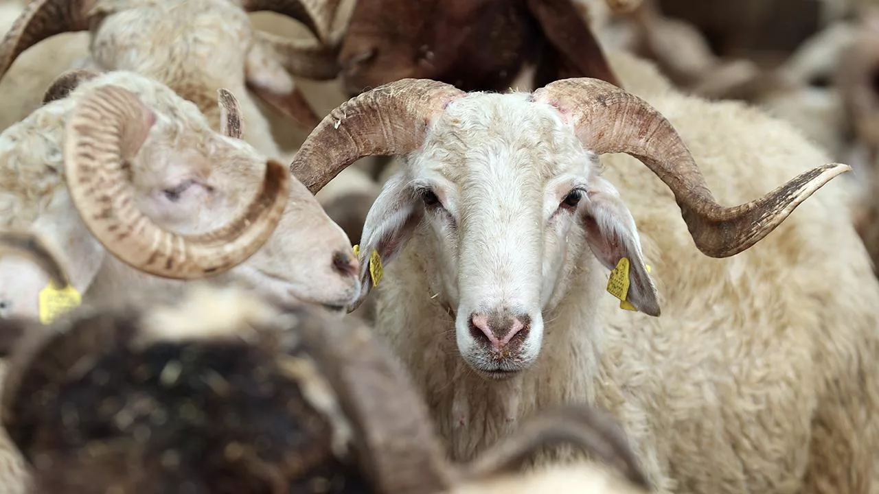 Dar Gelirliye Kurban Kesmek Hayal Oldu: Fiyatlar El Yakıyor