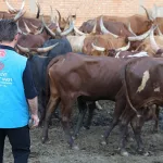 Diyanet Kurbanlık Hisse Bedellerini Açıkladı: 2025 Rakamları Belli Oldu!