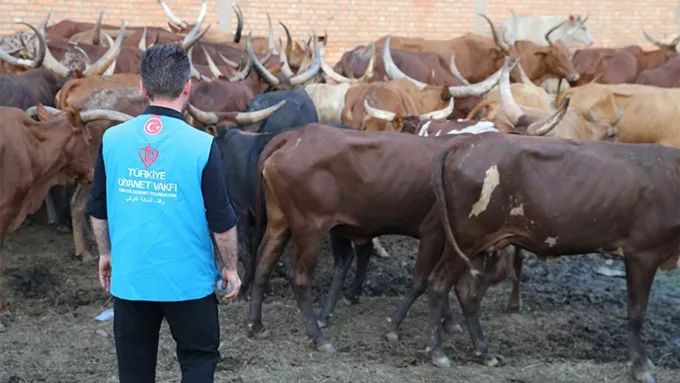 Diyanet Kurbanlık Hisse Bedellerini Açıkladı: 2025 Rakamları Belli Oldu!