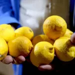 Don Felaketi Limon İhracatını Durdurdu
