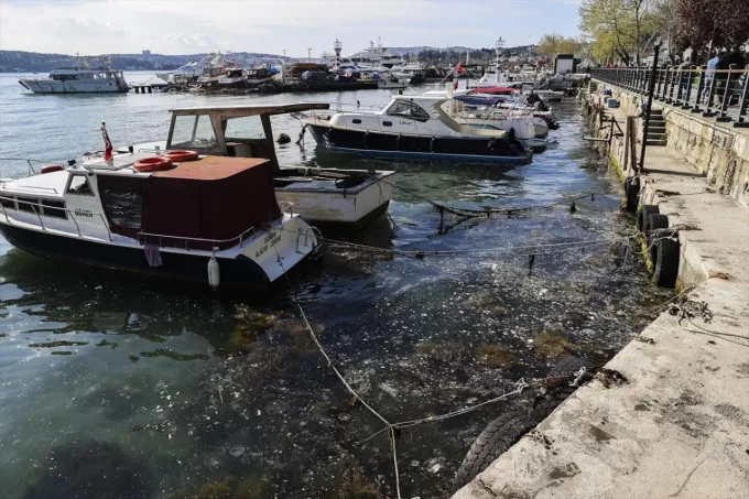 Marmara’da Müsilaj Geri Döndü: İstanbul Boğazı’nda Çevre Felaketi Kapıda