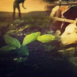 Tarım Sektöründe Sarsıcı Gelişme: Ereğli Bereket Tarım Hayvancılık İflas Etti