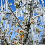 Zirai Don Felaketi İçin TBMM Harekete Geçti: Meclis Araştırma Komisyonu Kuruldu