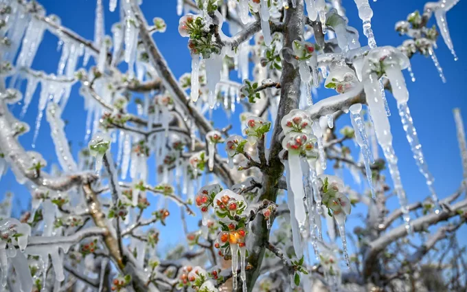 Zirai Don Felaketi İçin TBMM Harekete Geçti: Meclis Araştırma Komisyonu Kuruldu