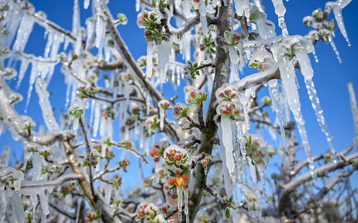 Zirai Don Felaketi İçin TBMM Harekete Geçti: Meclis Araştırma Komisyonu Kuruldu