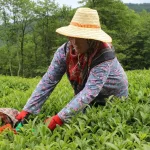 2025 Yaş Çay Alım Fiyatı Açıklandı: Beklenen Zam Geldi
