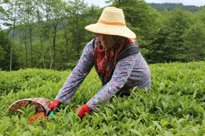2025 Yaş Çay Alım Fiyatı Açıklandı: Beklenen Zam Geldi