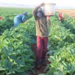 Çiftçi Artık Fiyat Bile Soramıyor: Hibe Yetmiyor, Satış Yapılamıyor