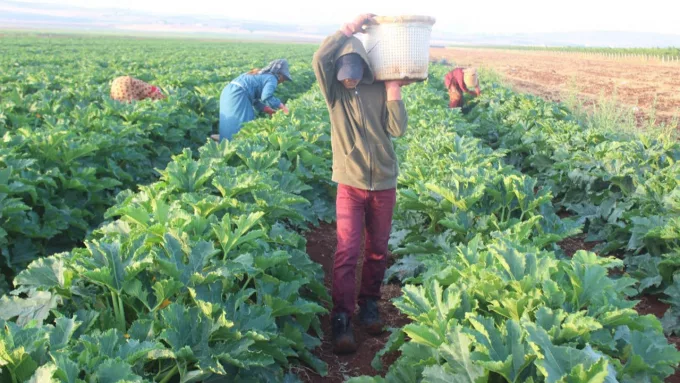 Çiftçi Artık Fiyat Bile Soramıyor: Hibe Yetmiyor, Satış Yapılamıyor