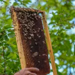 Kraliçe Arılar Haczedildi: Sakarya’da Eşi Benzeri Görülmemiş Olay!