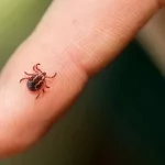 Kene Kabusu Geri Döndü: Çorum’da KKKA Can Aldı