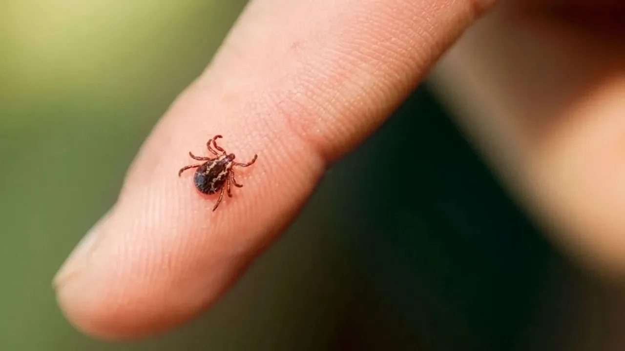 Kene Kabusu Geri Döndü: Çorum’da KKKA Can Aldı