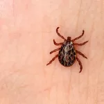 Sağlık Bakanlığından Kene Uyarısı: Her Kene Hastalık Taşımaz